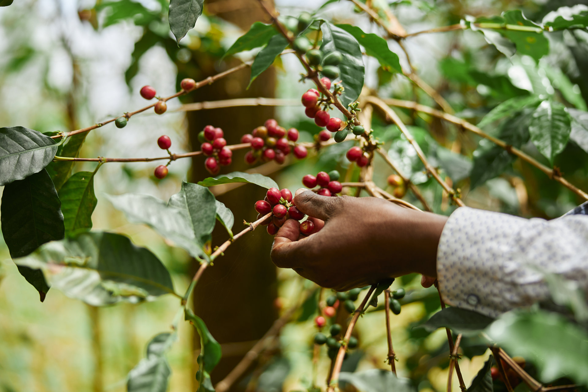 Kaldi picking coffee cherries